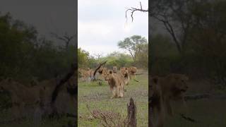 The PRIDE of MALAMALA GAME RESERVE 🦁 [upl. by Peednus946]