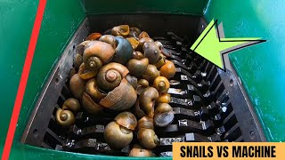 Snails vs Shredder Machine  Oddly Satisfying Videos [upl. by Pace]