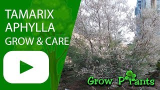 Tamarix aphylla  grow and care [upl. by Dennet]