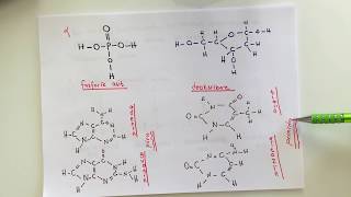 FİZYOLOJİ4KONUProtein Sentezi [upl. by Anerys]