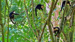 A Troop of Capuchin Monkeys Playing in Costa Rica 🐒🐒 [upl. by Eendys820]