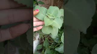 Ajwain plant ☘️gardening plantstatusshortstrendingviral video [upl. by Detta]