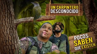 El CARPINTERO endémico que muy pocos DOMINICANOS saben que existe RD [upl. by Harleigh672]