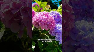 How to Overwinter Hydrangeas amp Pruning Tips 🪻 [upl. by Niowtna]