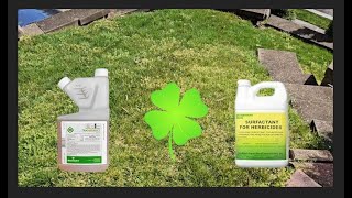 Kill Clovers amp Crab Grass with these 2 Products FAST [upl. by Yeltnerb]