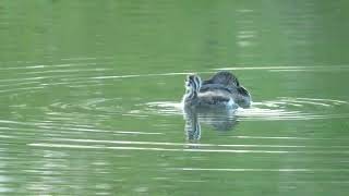 Piedbilled Grebe with sole surviving young [upl. by Aura]