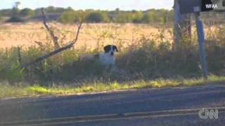 DOG REMAINS FAITHFUL TO DEAD OWNER [upl. by Francesca707]