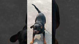 Angry dog barking 🔊 dog viral rottweiler yshorts trandng [upl. by Yrtsed]