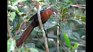 Chestnutbreasted Malkoha in Malaysia lowland forest Aug2023 [upl. by Aissatsana]