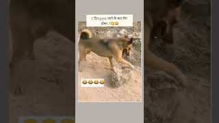 🐶🐶🐶 dog games play motivation funny [upl. by Laveen]