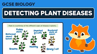 Detecting Plant Diseases  GCSE Biology [upl. by Llewol]