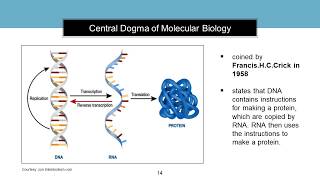 Introduction to Molecular Biology [upl. by Derfliw]