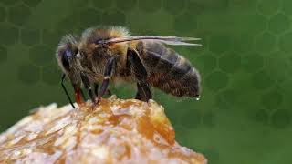 The Incredible Life of Honey Bees [upl. by Ariet]