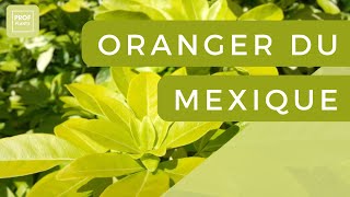 DÉCOUVERTE DE L’ORANGER DU MEXIQUE  Beauté Parfum et Élégance [upl. by Greenwald485]