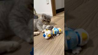 アフラック vs ほこり エキゾチックショートヘア 子猫 cat [upl. by Ahseit]