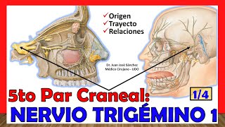 🥇 5to Par Craneal  NERVIO TRIGÉMINO 14 Origen Trayecto y Relaciones ¡Explicación Fácil [upl. by Torey]