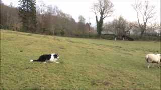 Boss the Border Collie working sheepdog learning whistle commands in training [upl. by Adnov]