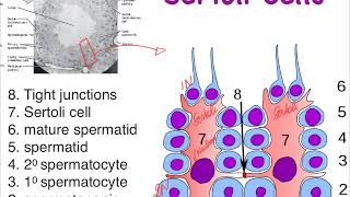 9G male Sertoli cells and BTB [upl. by Garneau]