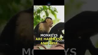 Monkeys on the Loose 43 Escaped from Research Facility in South Carolina [upl. by Waers]