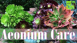 AEONIUM TOUR  How to Care for and Propagate this Amazing Plant [upl. by Walston]