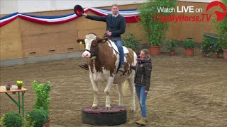 Hengstschau der Holsteiner Privathengsthalter  Highlights  Elmshorn  2016 [upl. by Aniteb872]