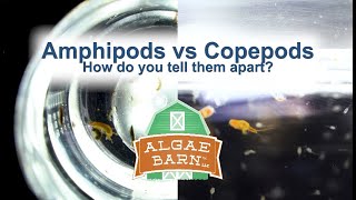 Amphipods vs Copepods [upl. by Mit]