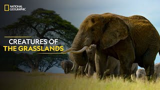 Creatures of the Grasslands  Hostile Planet  Full Episode  S1E2  National Geographic [upl. by Bax710]