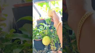 Passaion fruit  passion fruit malayalam shorts fruits plants malayalam [upl. by Ahcorb]