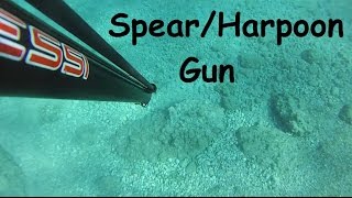 Spearfishing in Greece HarpoonGun Fish Shots [upl. by Jerrold]