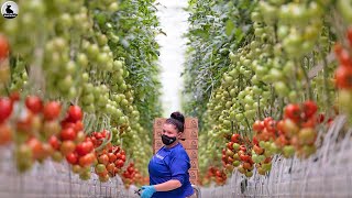 🍅Cosecha de tomate  Cómo la agricultora estadounidense gana millones de dólares a partir de tomates [upl. by Noakes331]