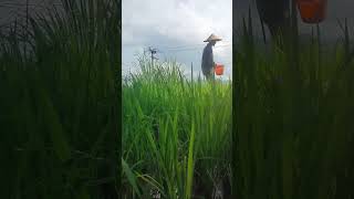 petani sawah suasanapdesaan [upl. by Eittap]