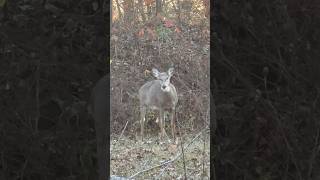 I finally got to see the one eyed deer after watching her on camera for 2 years [upl. by Melly]