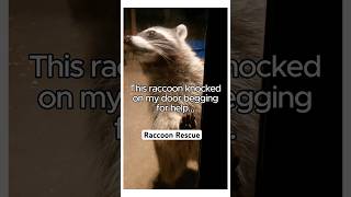 This Raccoon’s Call For Help Will Melt Your Heart animalrescue raccoon shortvideo [upl. by Neelat]