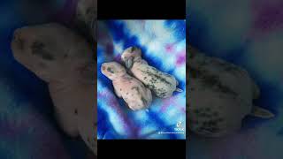 Baby Rabbits First week minirex rabbit babies [upl. by Aisyla813]