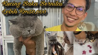 Berhenti kerja kilang ceburi bidang grooming kucing baka amp raih pendapatan lumayan [upl. by Abibah]