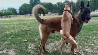 Dominant Dog Tries Messing WBelgian Malinois At The Dog Park [upl. by Iduj]