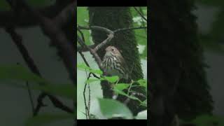 Ovenbird quotChewkquot Calls Near Nest birds wildlife nature [upl. by Nollahs351]