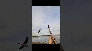 perfect shotgoosehuntingbirdhunting2024bestshot of the yearyoutibeshorts [upl. by Kcireddor]