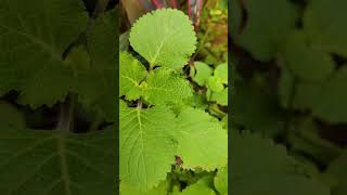 ഇരുവേലിhriberaplectranthus ചുമക്കൂർക്ക medicinalplantyshorts youtubeshorts greenlifegarden [upl. by Corenda]