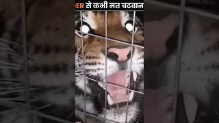 Tiger licking Could be Dangerous facts viralshort trending [upl. by Talanian]