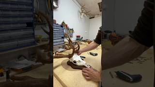 Mounting a Fallow Deer Skull diy diycrafts hunting trophy deerhunting taxidermy skull [upl. by Nolrev262]