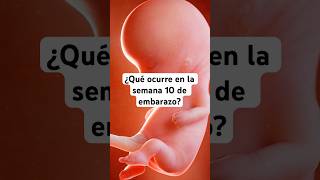 🤔 ¿Qué ocurre en la semana 10 de embarazo 🤰 Síntomas y desarrollo del bebé [upl. by Zetniuq]