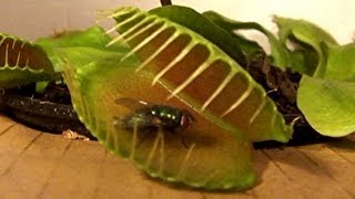 Venus Fly Trap vs Flies See who wins [upl. by Maribelle]