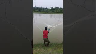 Amazing Net Fishing shorts fishing [upl. by Carpet]