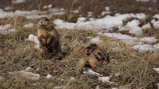 Prairie Dog in Estrus [upl. by Norraj807]