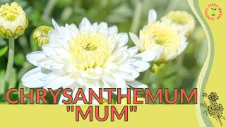 CHRYSANTHEMUM MUM Information amp Growing Tips Chrysanthemum morifolium [upl. by Silenay]