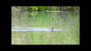 Goldeneye family Springwell Lake 17th May 2014 [upl. by Accever]