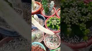 Watering routine Succulent plant succulents plants cactus propagation homegarden tips care [upl. by Enilrek916]