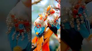 Piya kamre me chlo birds shorts birdslover trending shortvideo trendingshorts viralvideo [upl. by Divadleahcim296]