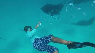 Hanifaru bay Maldives  manta rays [upl. by Flagler]